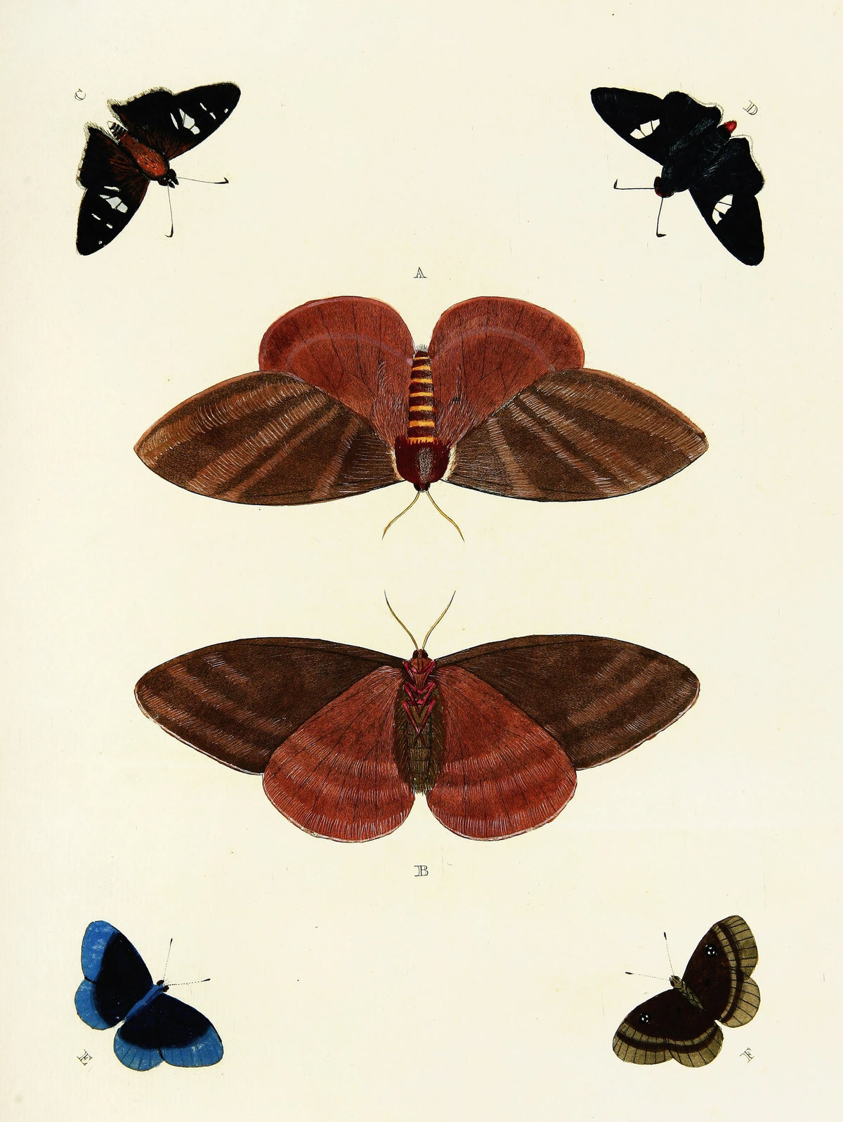Pieter Cramer - Foreign butterflies occurring in the three continents Asia, Africa and America Pl.347 (1779-1782)