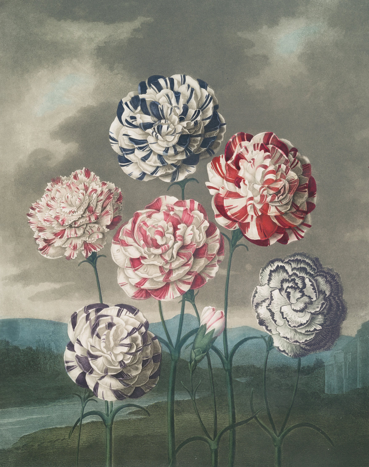 Robert John Thornton - A group of carnations (1807)