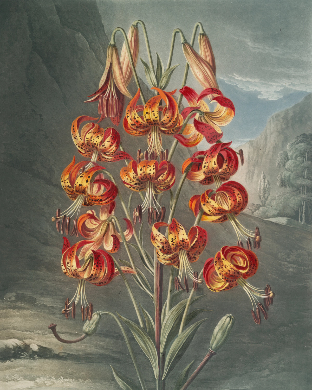 Robert John Thornton - The superb lily (1807)