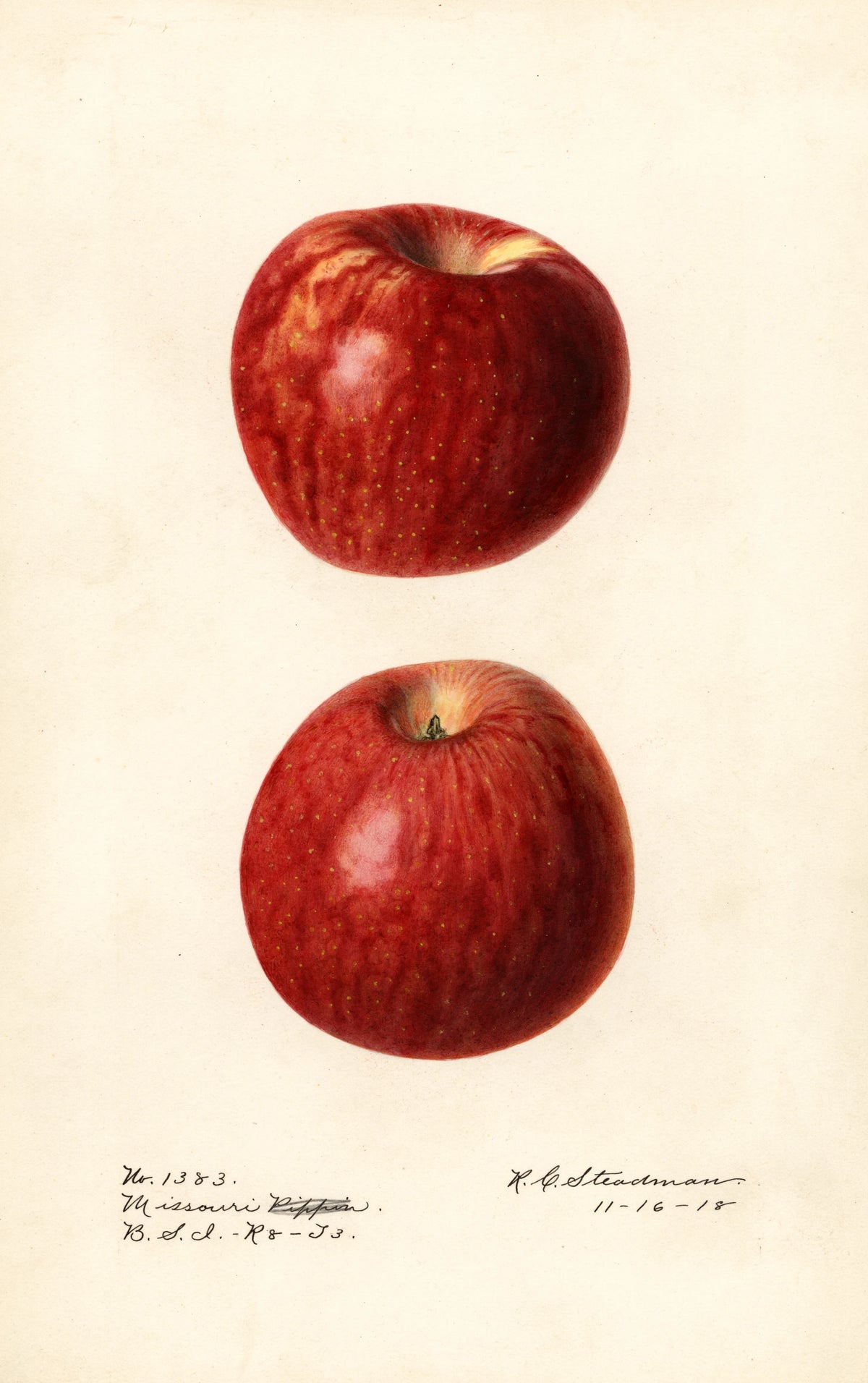 Royal Charles Steadman - Malus domestica Missouri Pippin (1918)