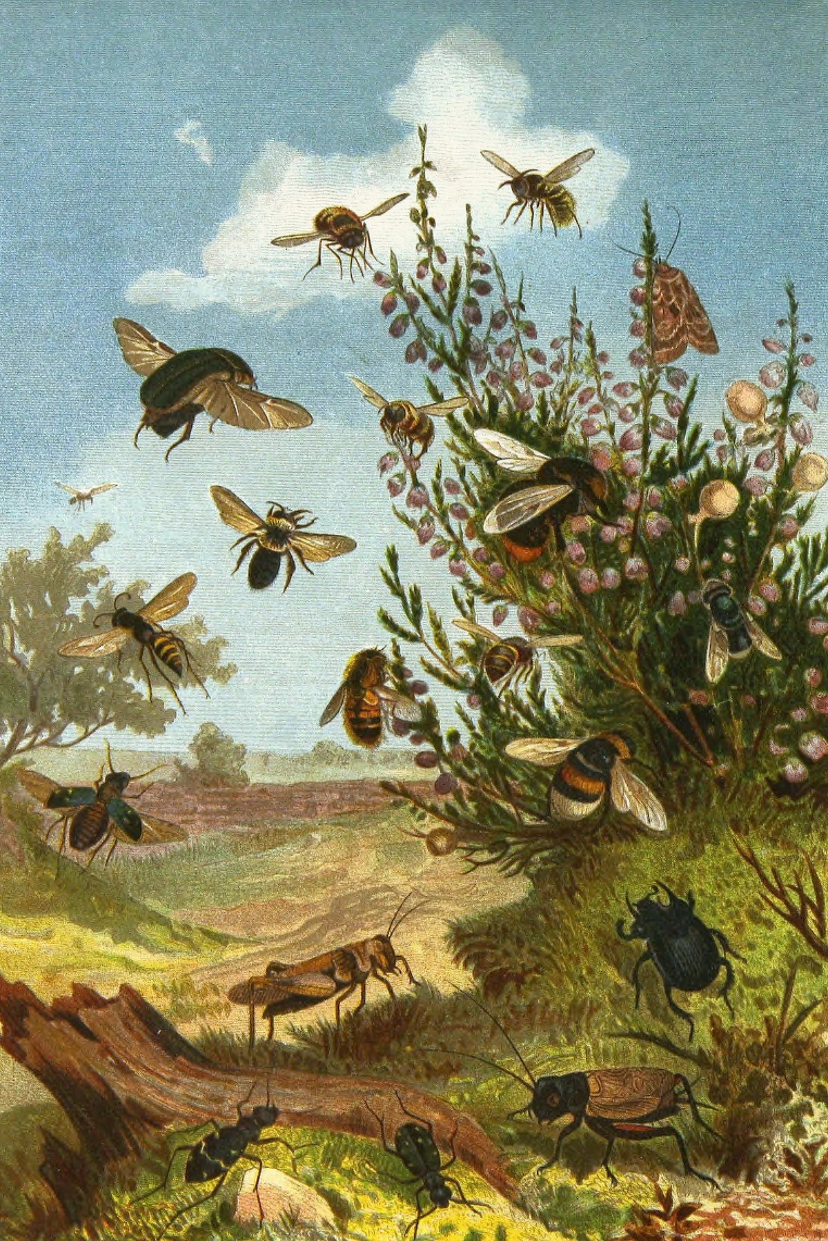 Alfred Edmund Brehm - Die Insekten, Tausendfüssler und Spinnen Pl 01 (1877)