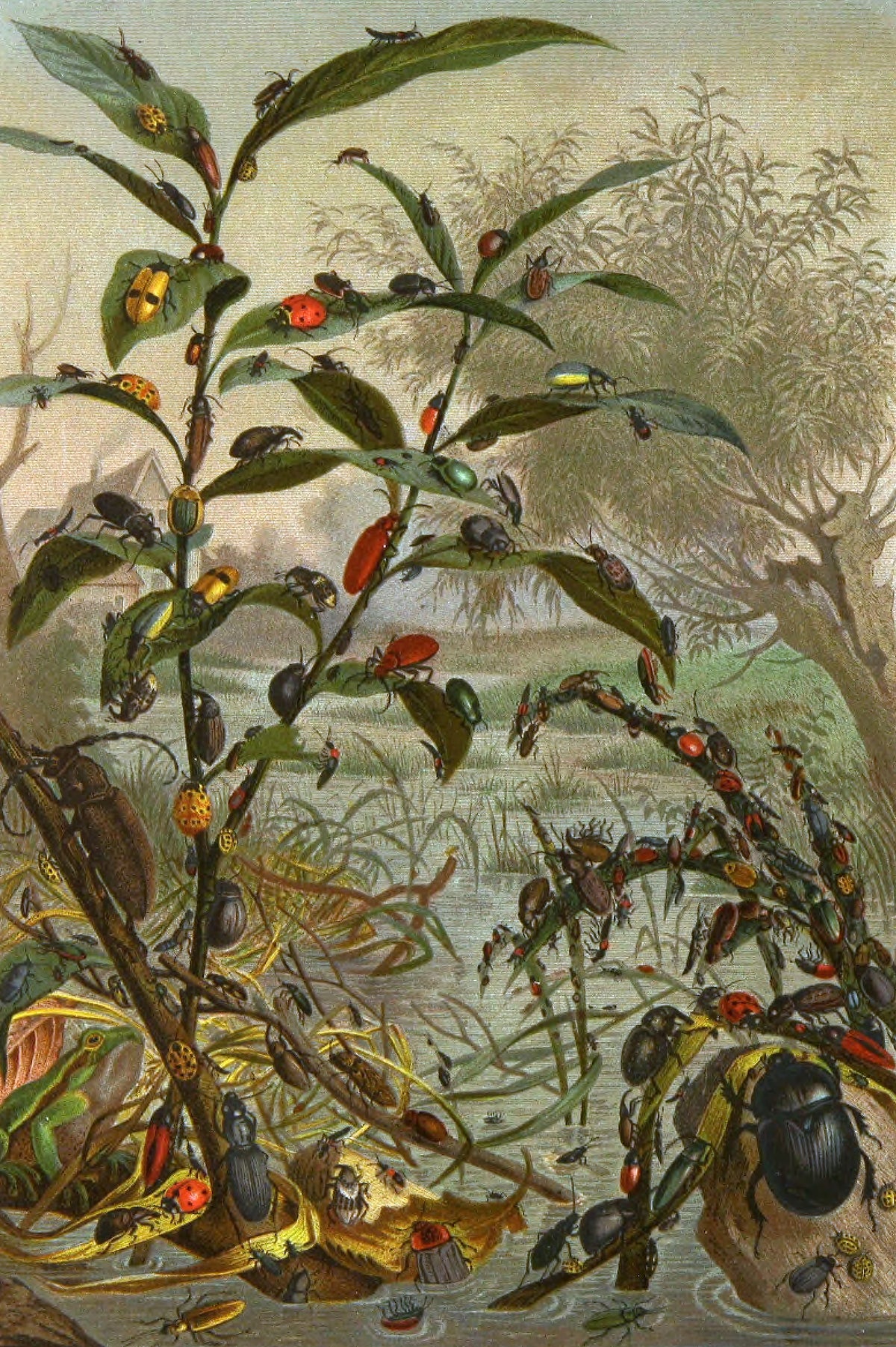 Alfred Edmund Brehm - Die Insekten, Tausendfüssler und Spinnen Pl 02 (1877)