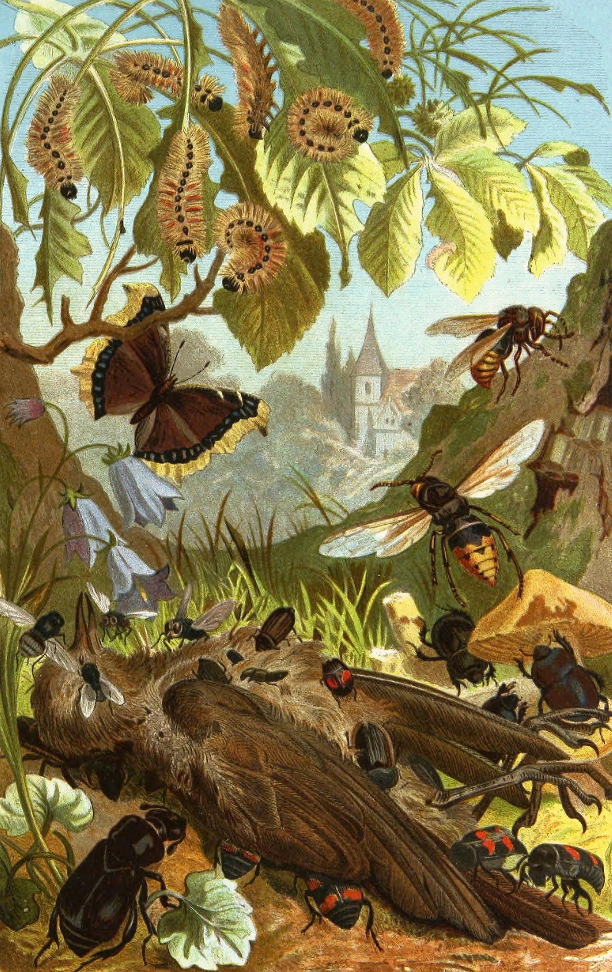 Alfred Edmund Brehm - Die Insekten, Tausendfüssler und Spinnen Pl 03 (1877)