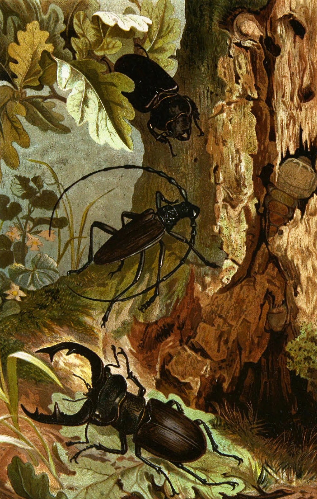 Alfred Edmund Brehm - Die Insekten, Tausendfüssler und Spinnen Pl 05 (1877)