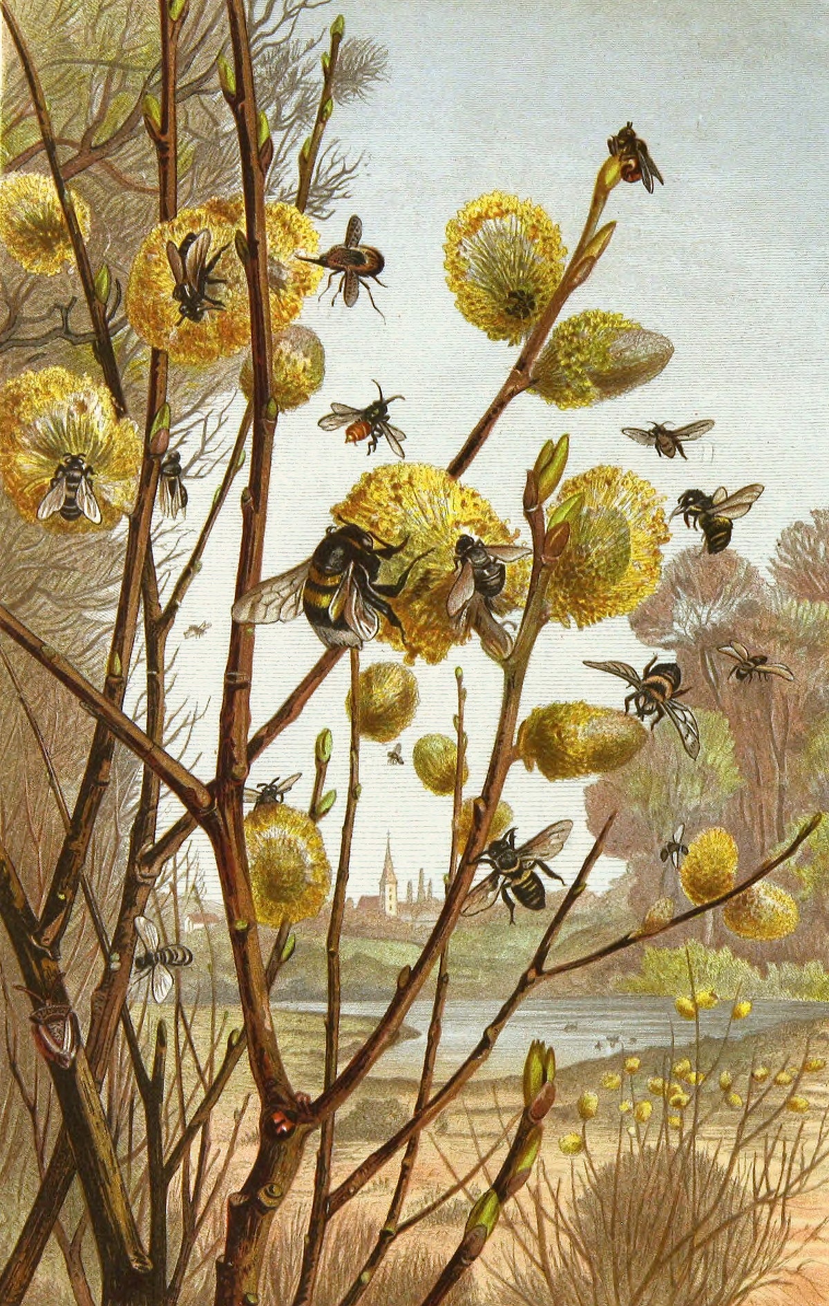 Alfred Edmund Brehm - Die Insekten, Tausendfüssler und Spinnen Pl 07 (1877)