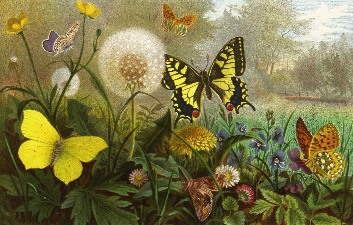 Alfred Edmund Brehm - Die Insekten, Tausendfüssler und Spinnen Pl 10 (1877)