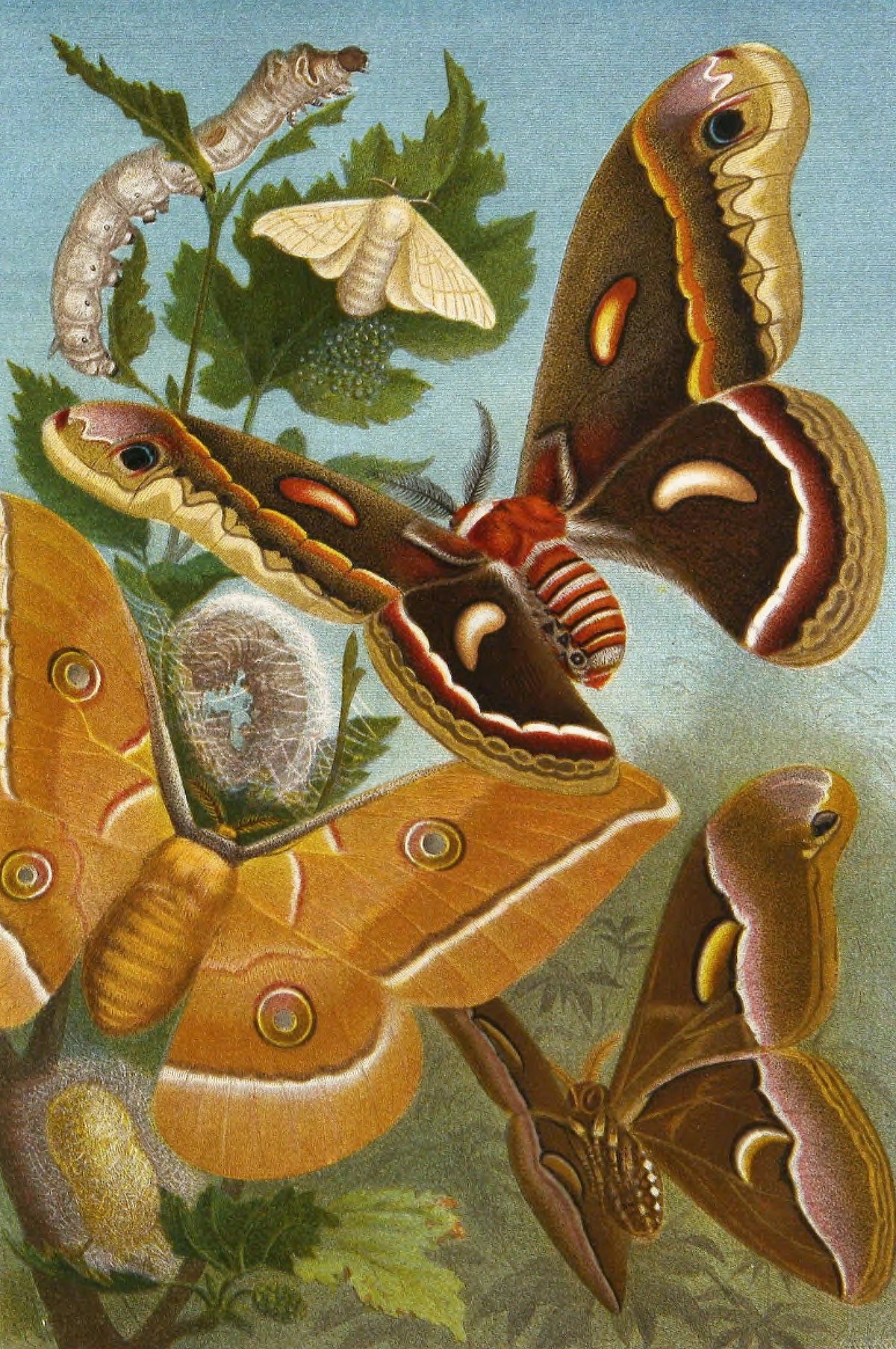 Alfred Edmund Brehm - Die Insekten, Tausendfüssler und Spinnen Pl 11 (1877)