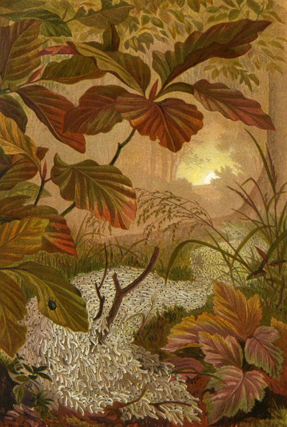 Alfred Edmund Brehm - Die Insekten, Tausendfüssler und Spinnen Pl 12 (1877)