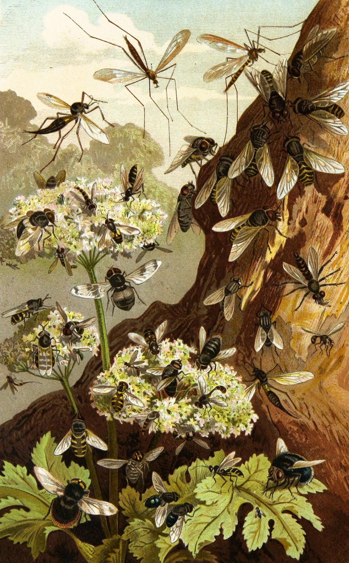Alfred Edmund Brehm - Die Insekten, Tausendfüssler und Spinnen Pl 13 (1877)