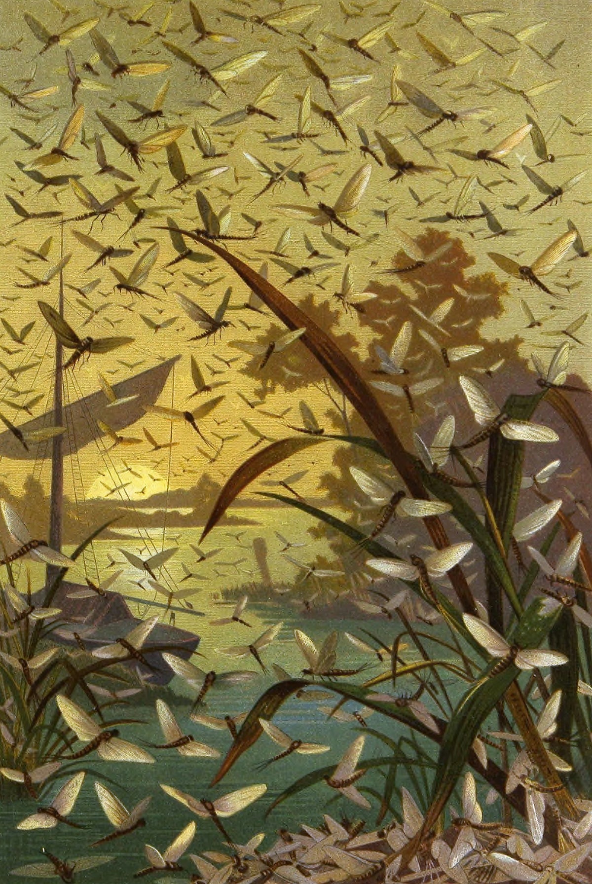 Alfred Edmund Brehm - Die Insekten, Tausendfüssler und Spinnen Pl 14 (1877)