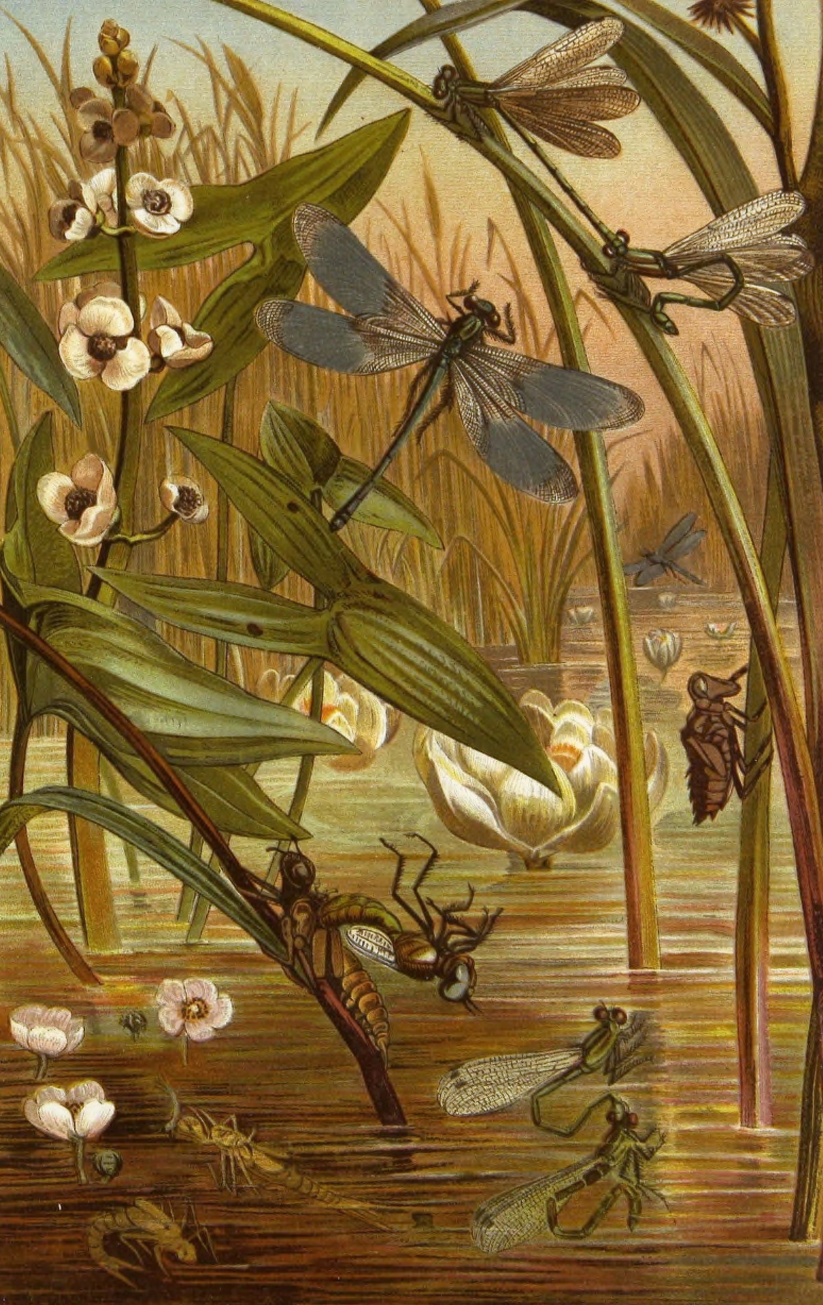 Alfred Edmund Brehm - Die Insekten, Tausendfüssler und Spinnen Pl 15 (1877)