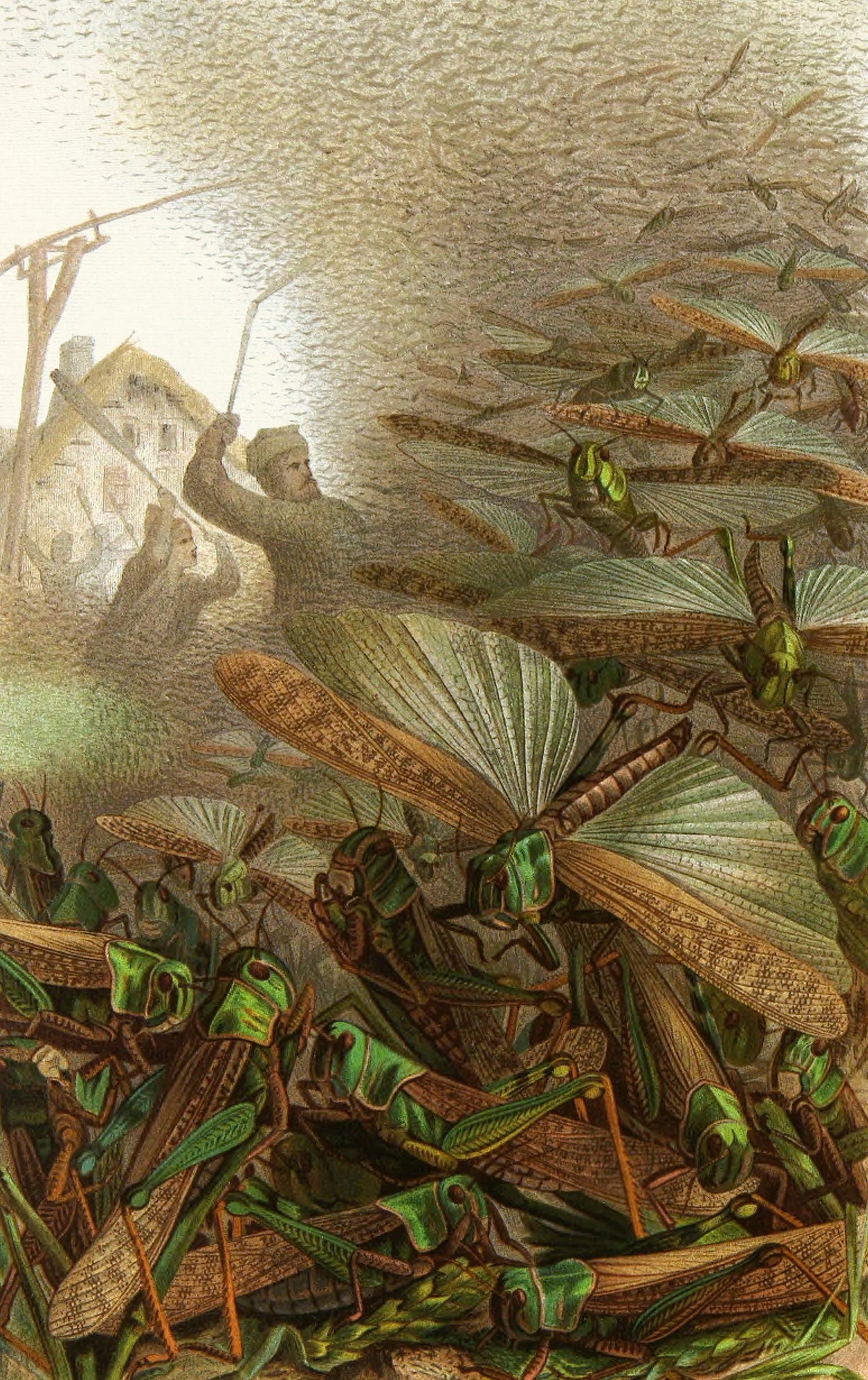 Alfred Edmund Brehm - Die Insekten, Tausendfüssler und Spinnen Pl 17 (1877)
