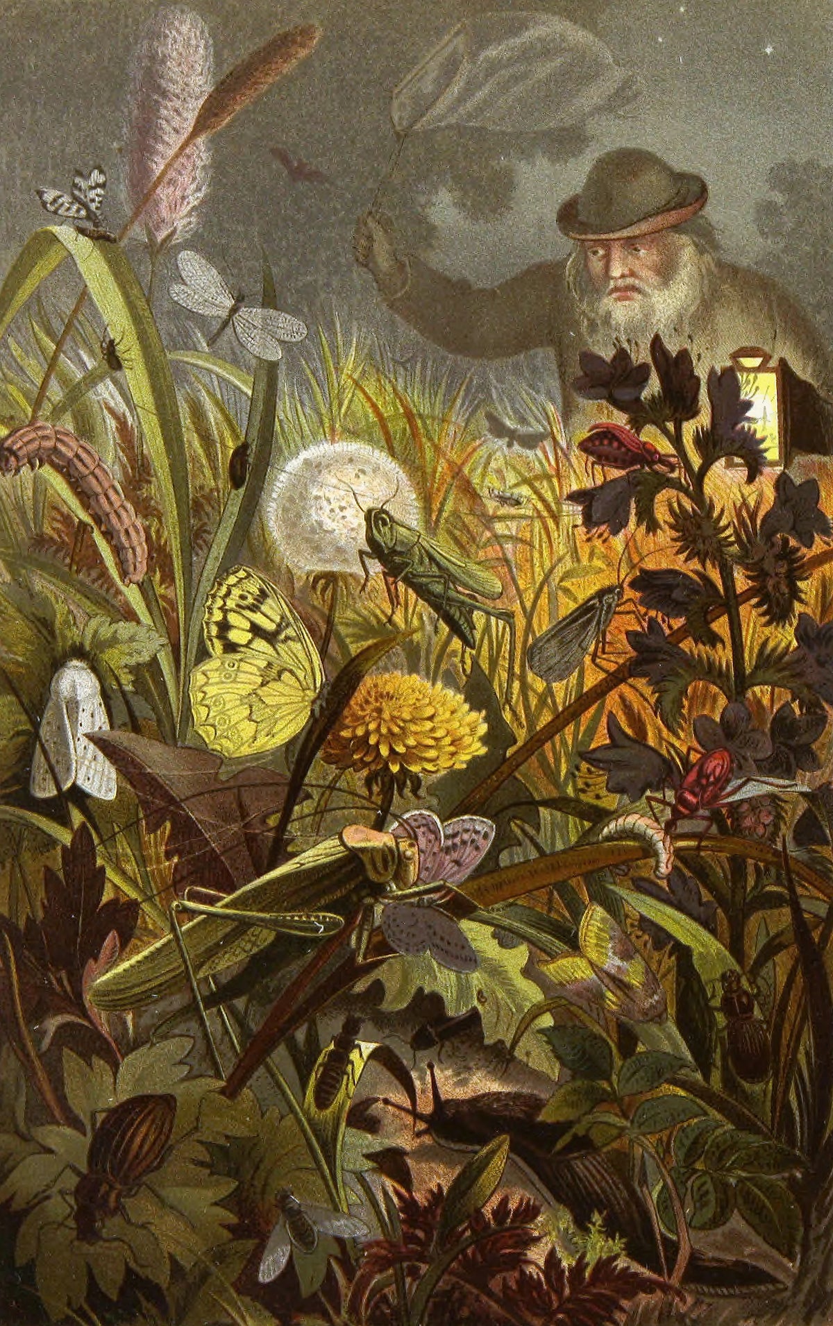 Alfred Edmund Brehm - Die Insekten, Tausendfüssler und Spinnen Pl 18 (1877)