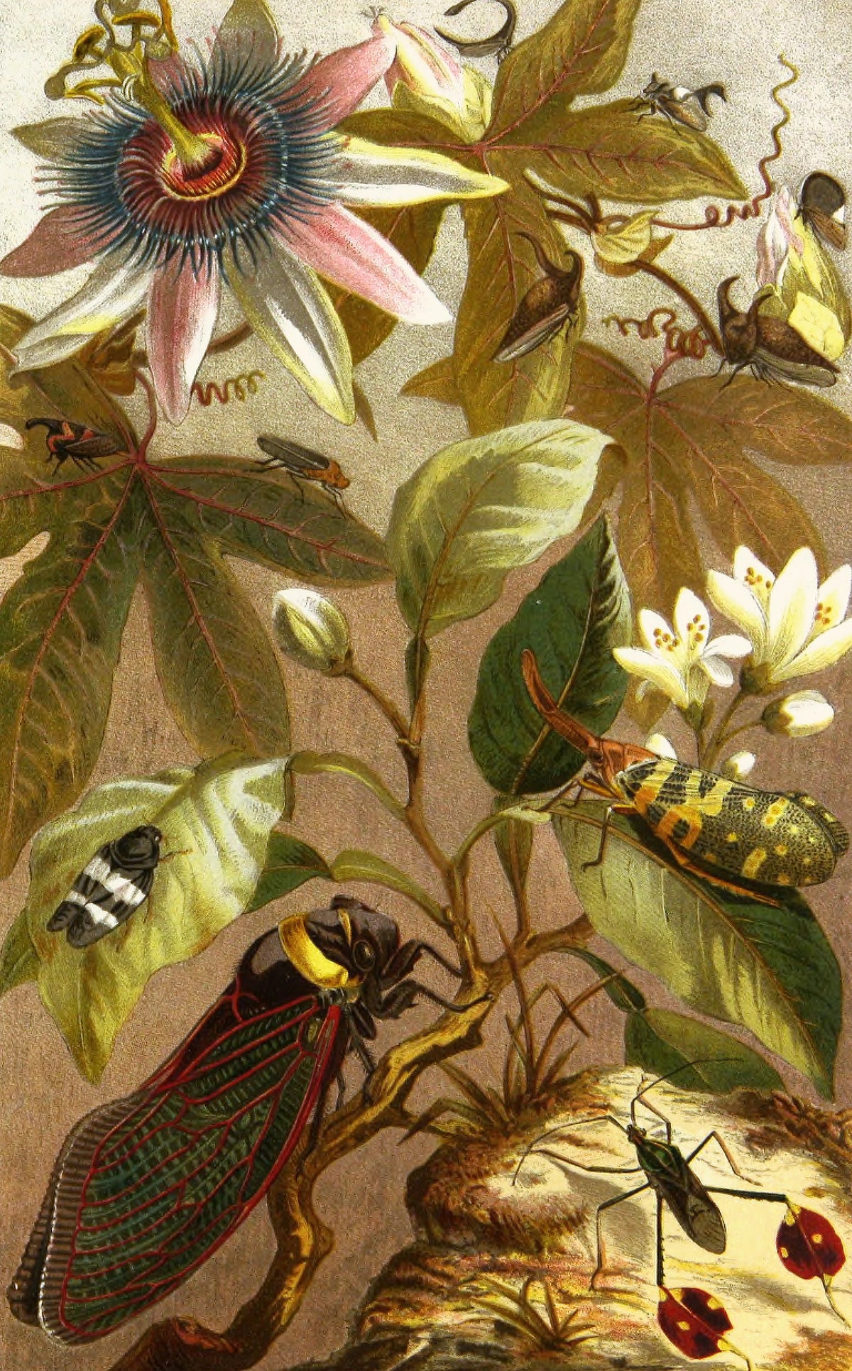 Alfred Edmund Brehm - Die Insekten, Tausendfüssler und Spinnen Pl 19 (1877)