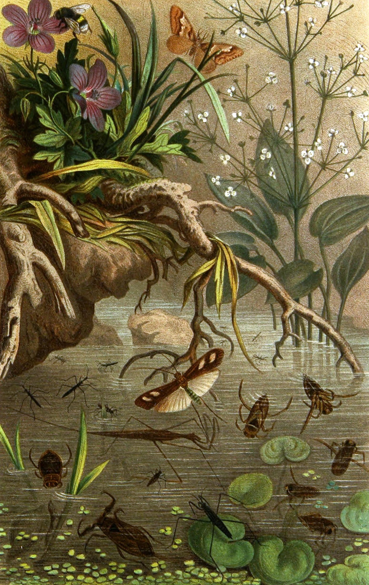 Alfred Edmund Brehm - Die Insekten, Tausendfüssler und Spinnen Pl 20 (1877)