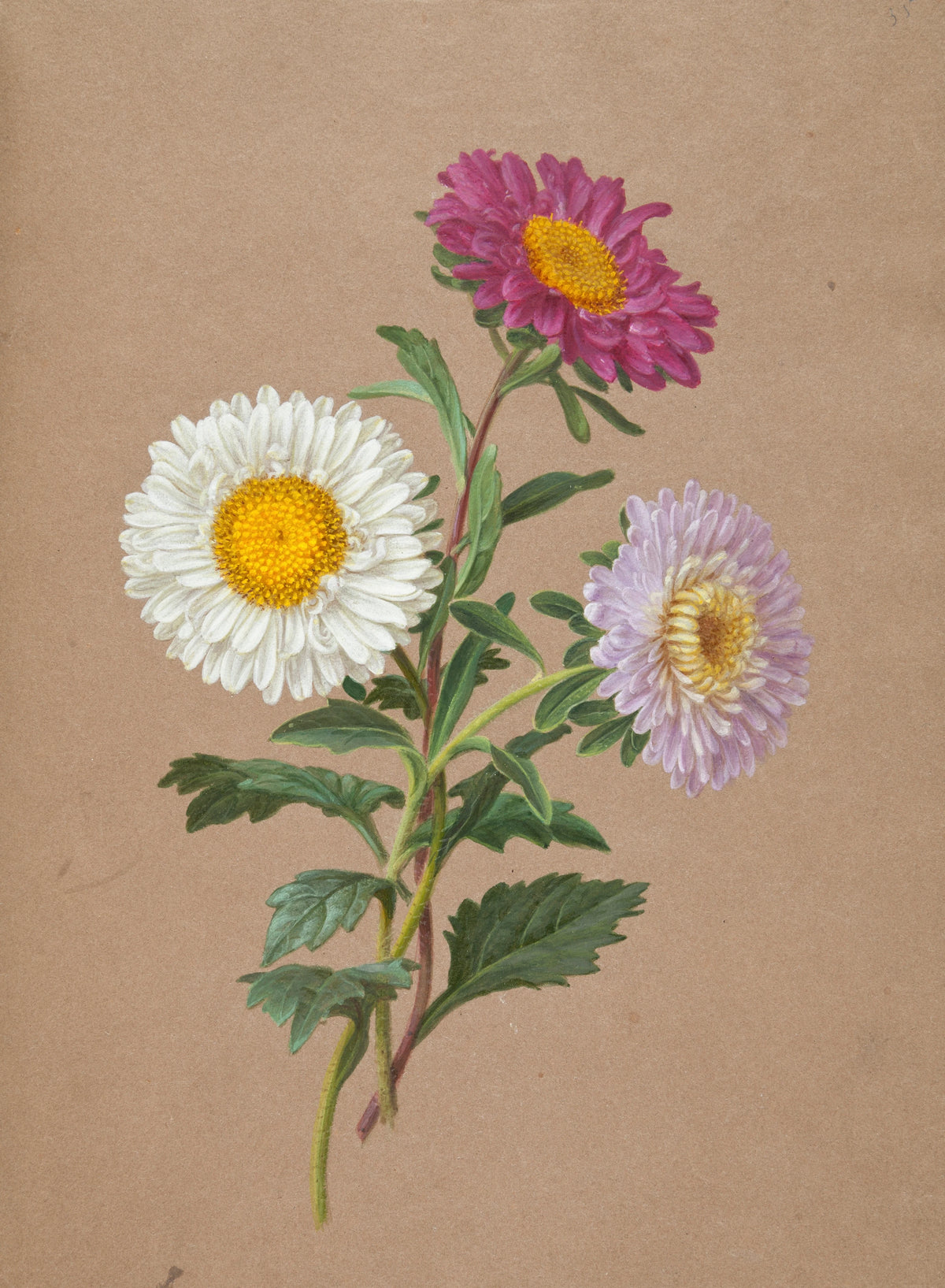 Anonim - Astry (1801-1825)