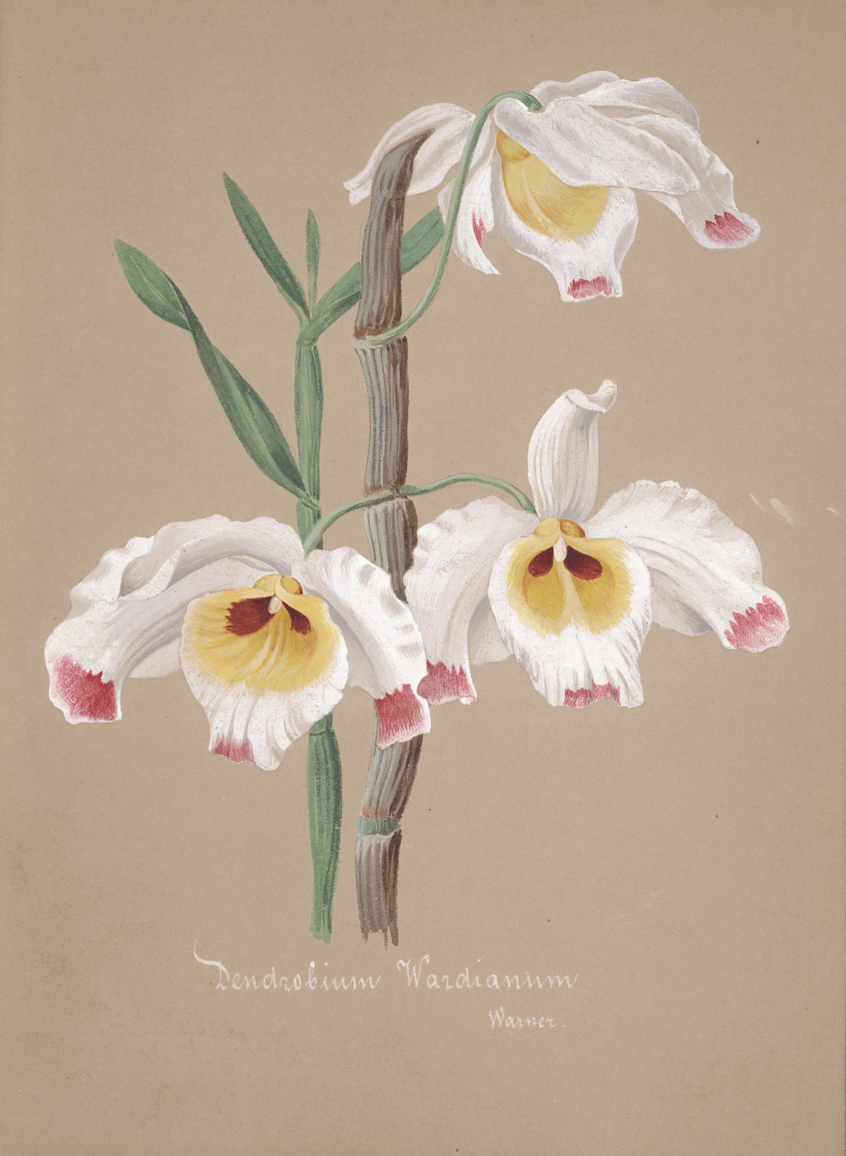 Anonim - Collection d'orchidées Pl.01 (19th Century)
