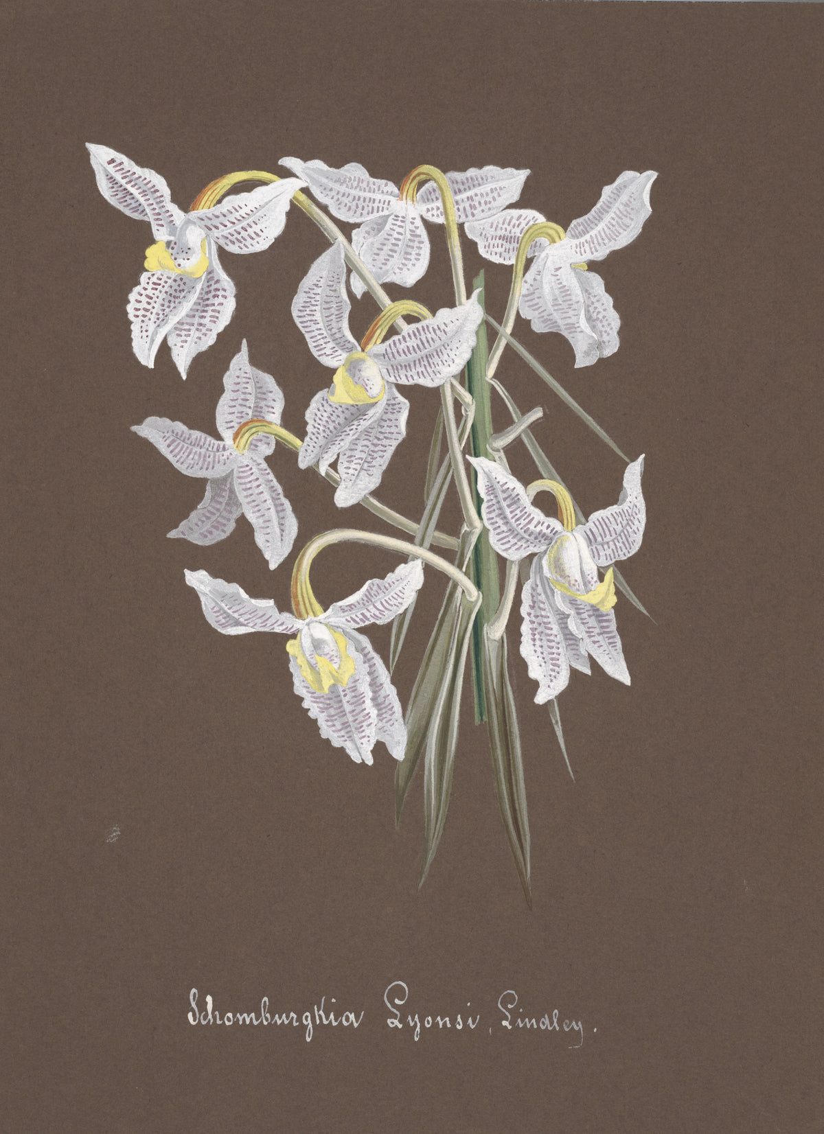 Anonim - Collection d'orchidées Pl.03 (19th Century)