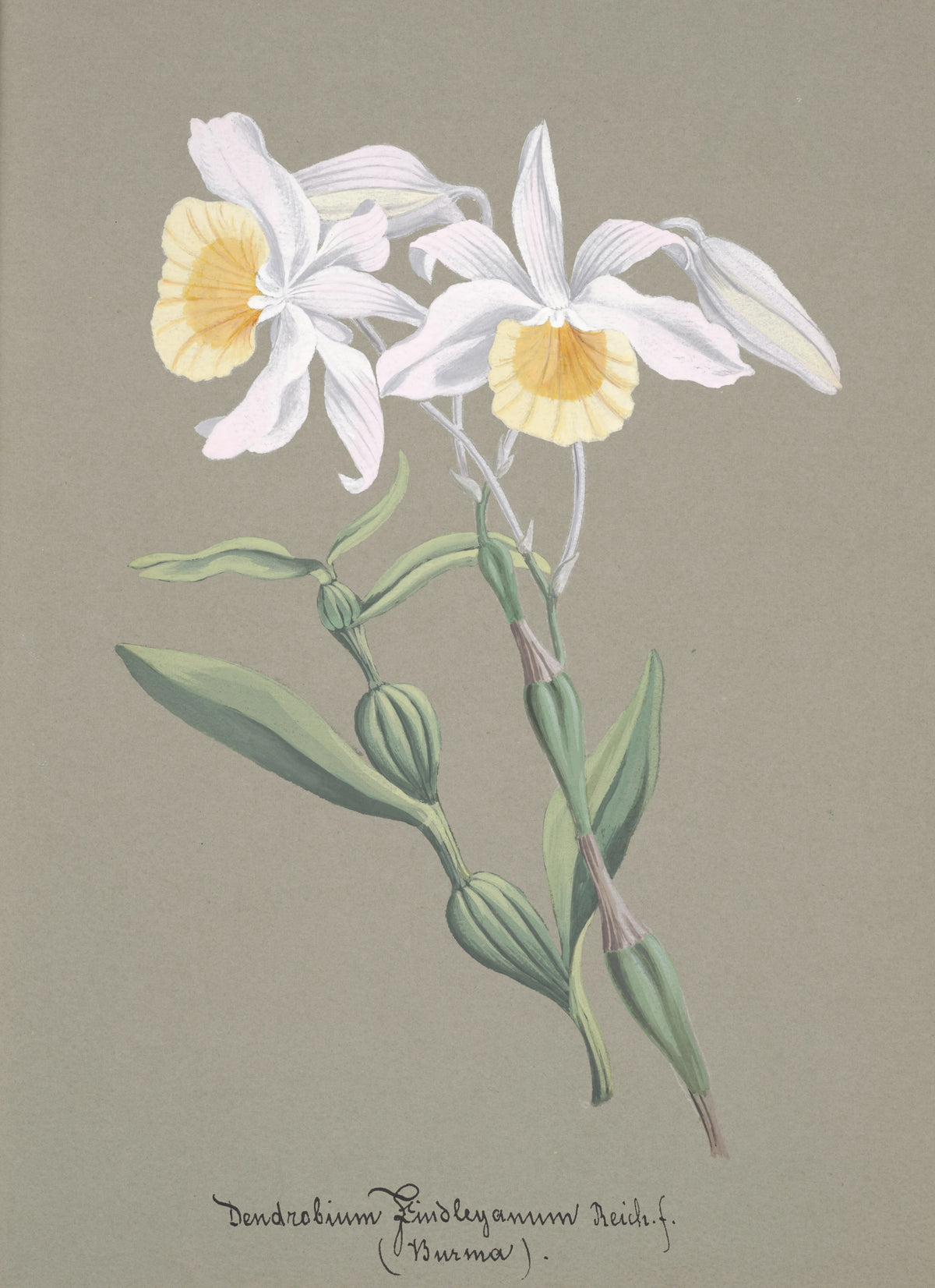 Anonim - Collection d'orchidées Pl.04 (19th Century)