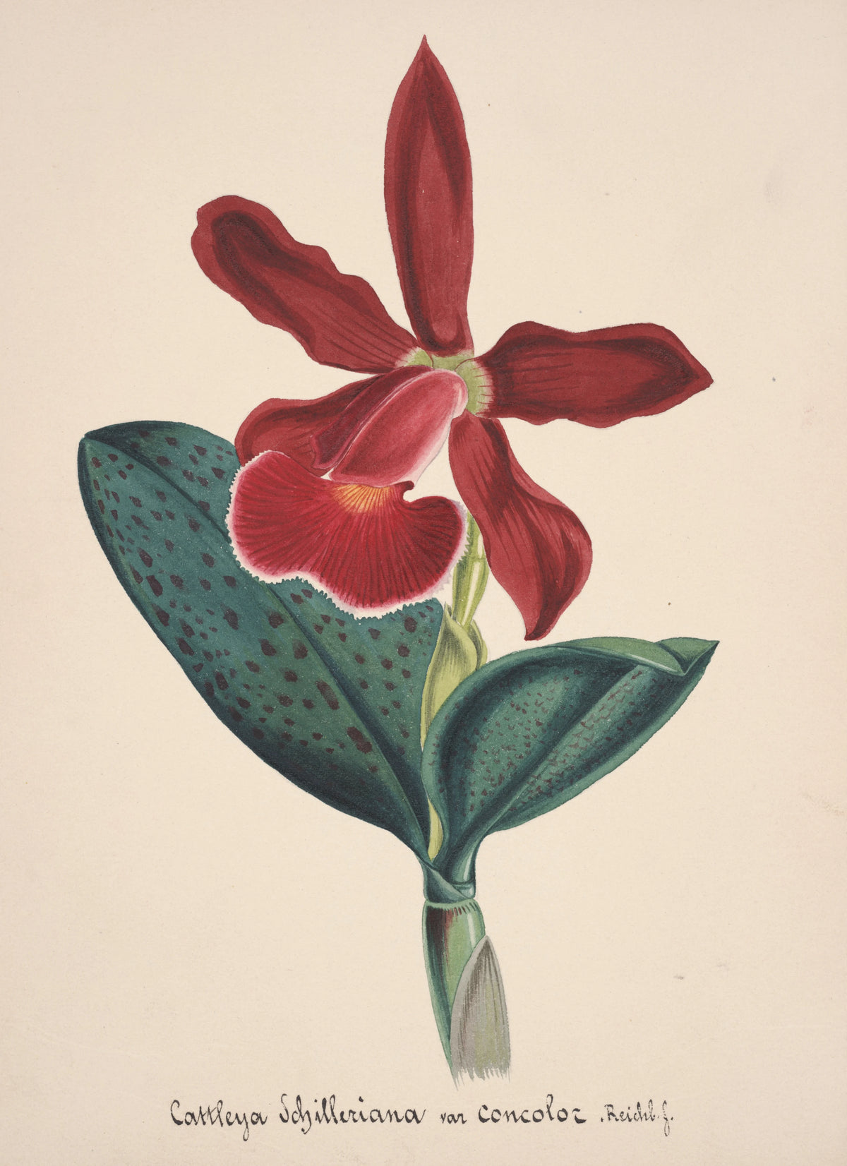 Anonim - Collection d'orchidées Pl.05 (19th Century)