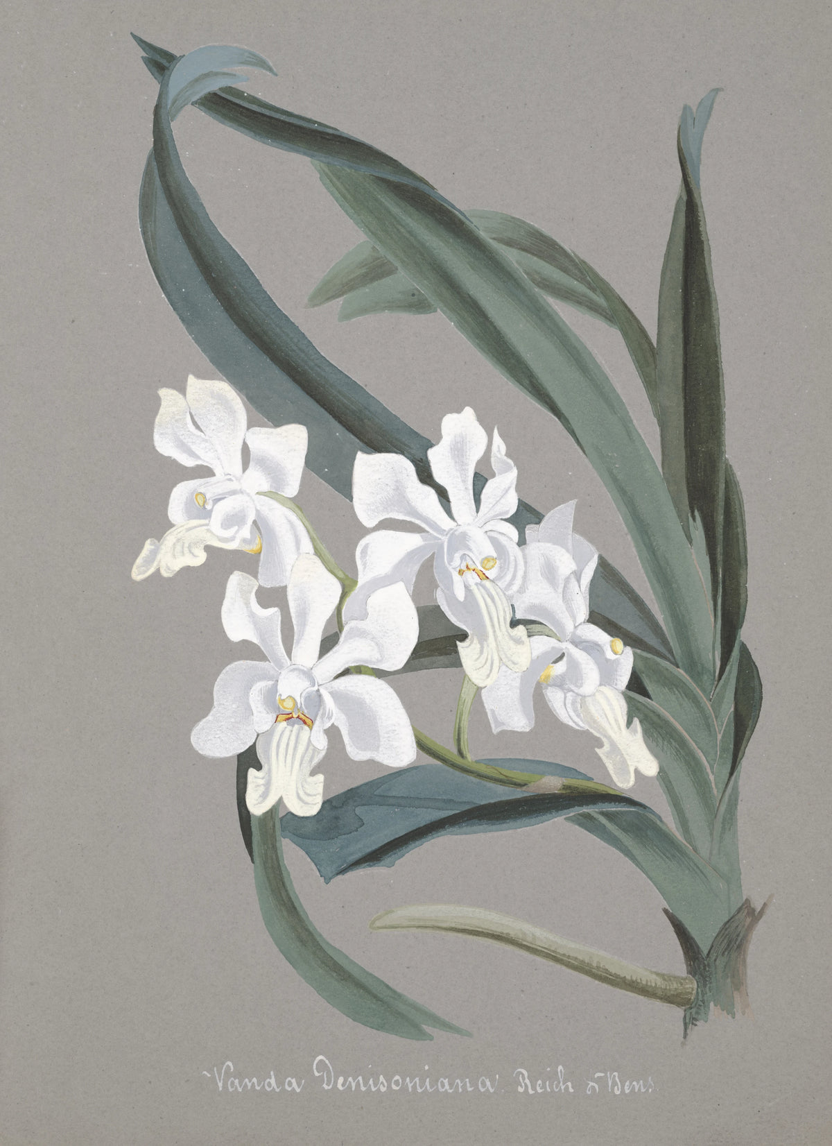 Anonim - Collection d'orchidées Pl.10 (19th Century)