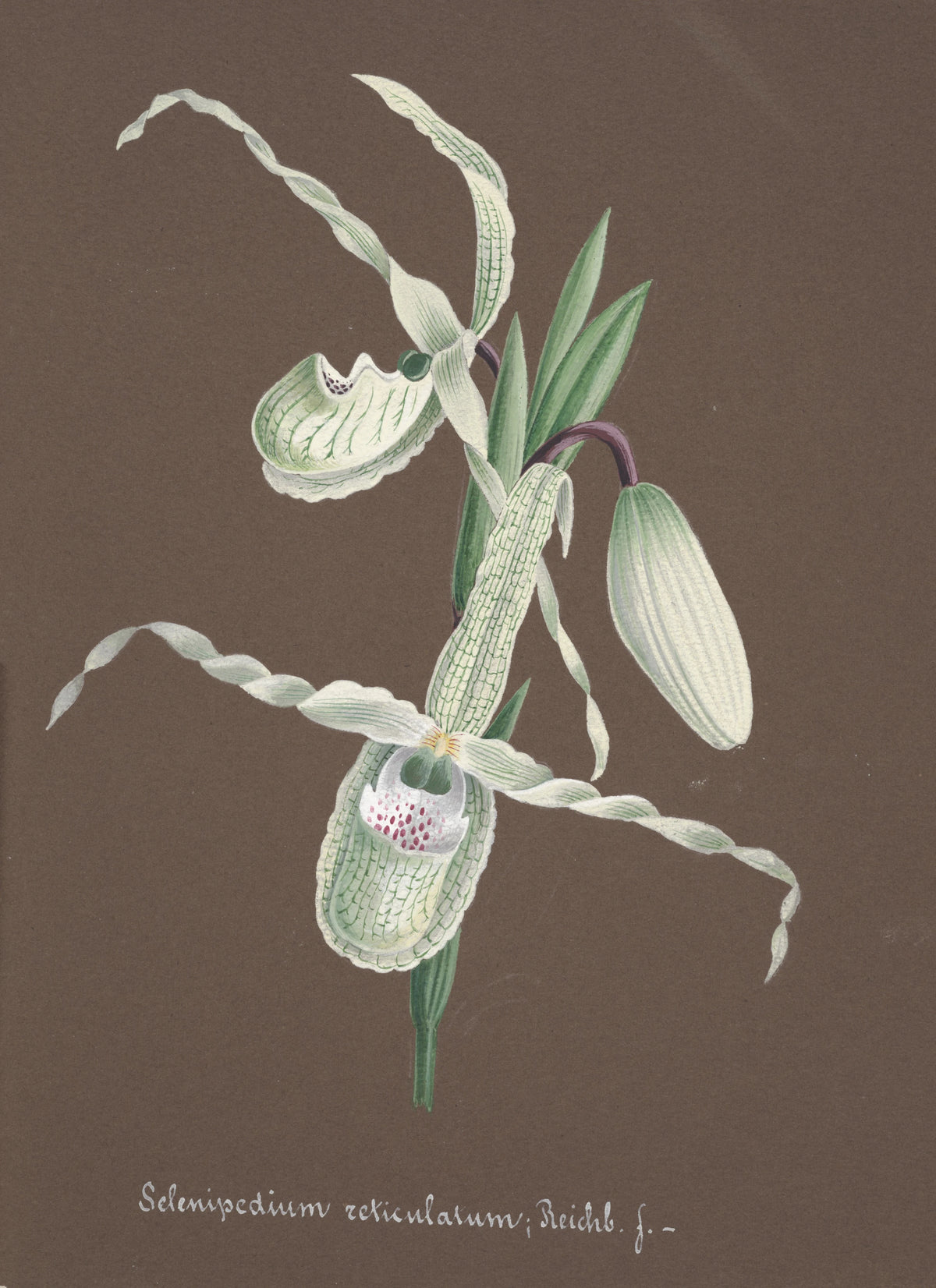 Anonim - Collection d'orchidées Pl.11 (19th Century)