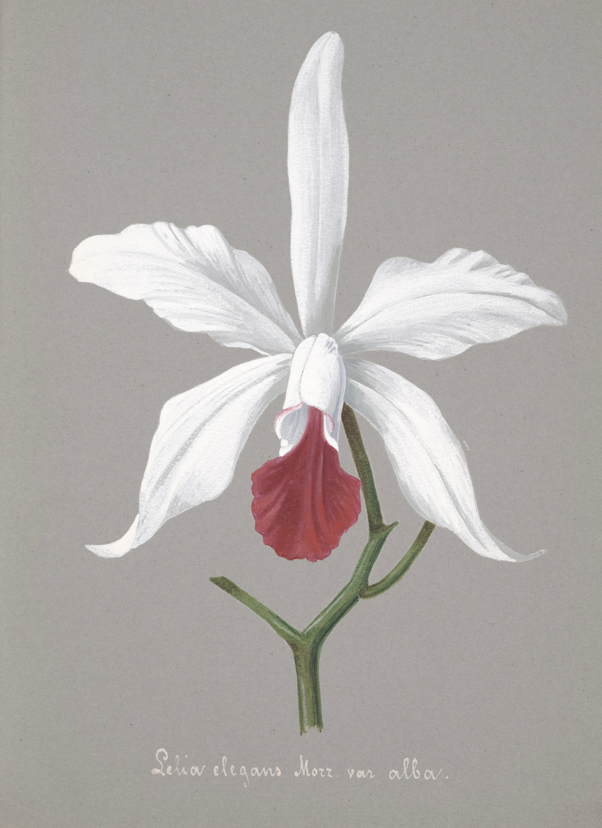 Anonim - Collection d'orchidées Pl.13 (19th Century)