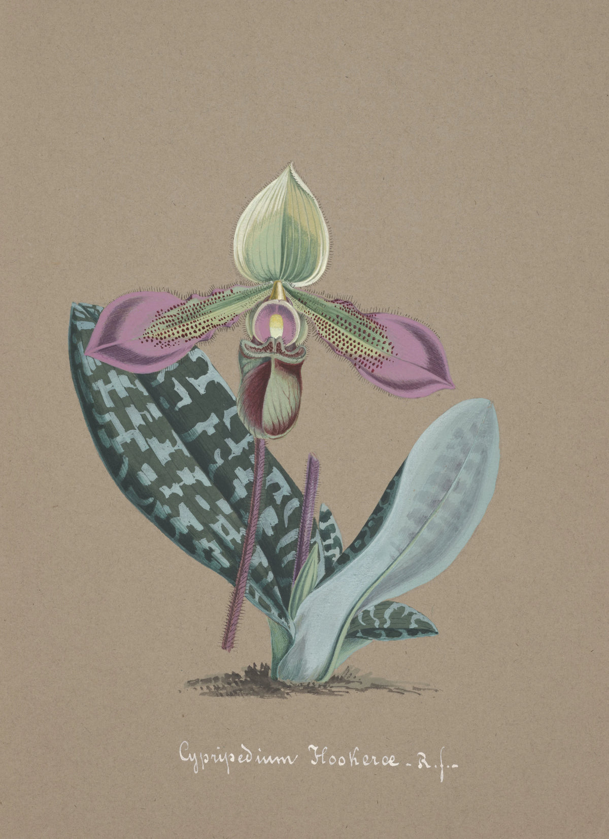 Anonim - Collection d'orchidées Pl.14 (19th Century)