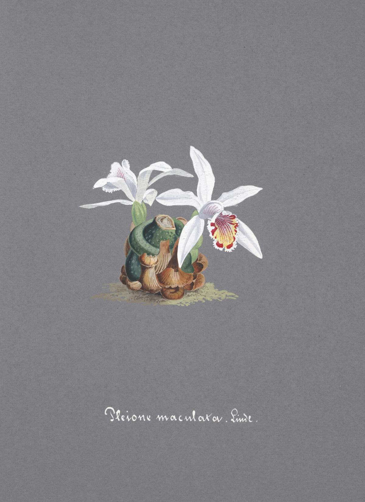 Anonim - Collection d'orchidées Pl.15 (19th Century)