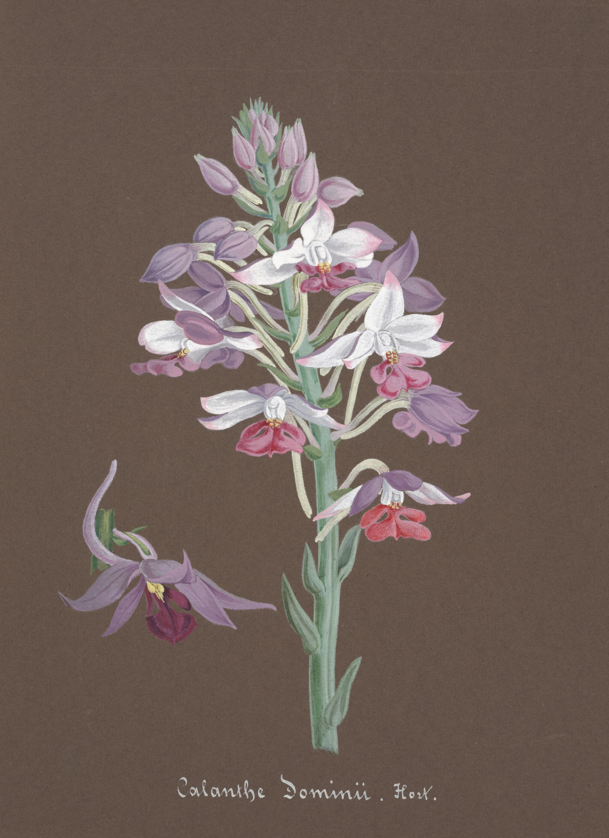 Anonim - Collection d'orchidées Pl.17 (19th Century)