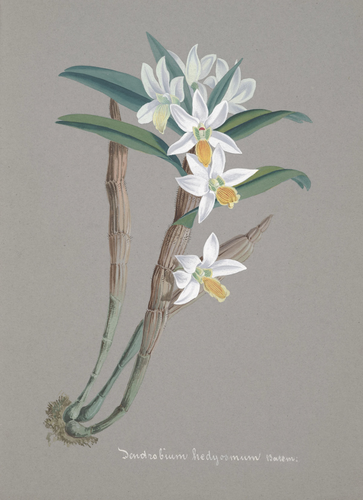 Anonim - Collection d'orchidées Pl.22 (19th Century)