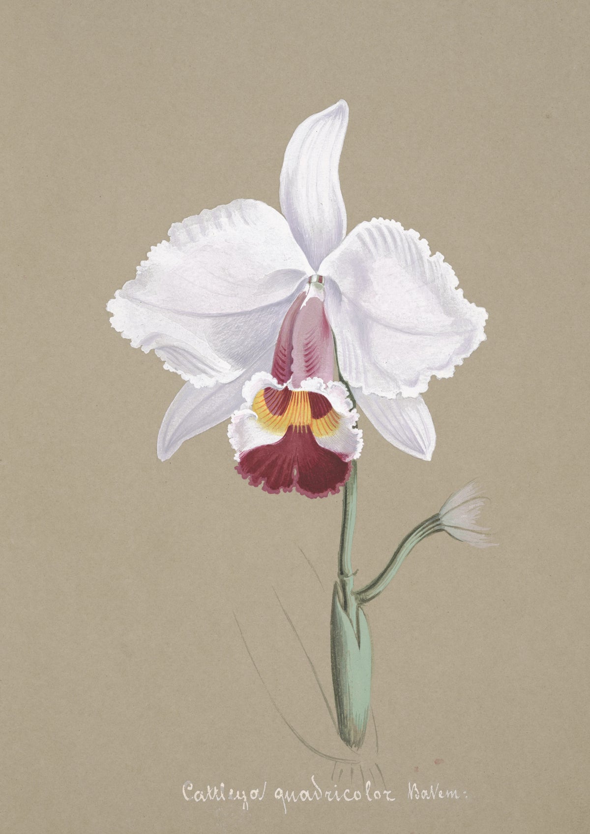 Anonim - Collection d'orchidées Pl.26 (19th Century)