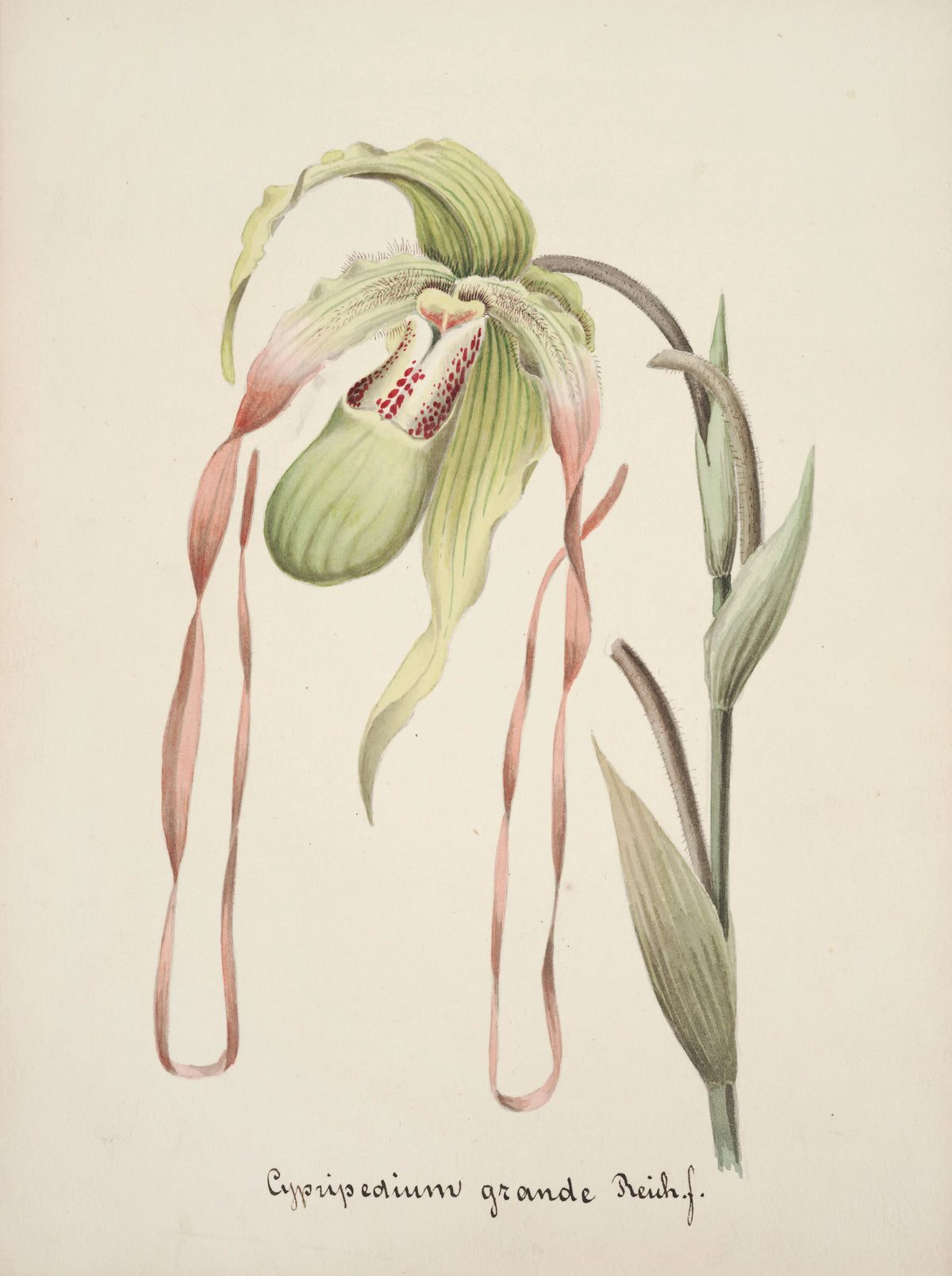 Anonim - Collection d'orchidées Pl.28 (19th Century)