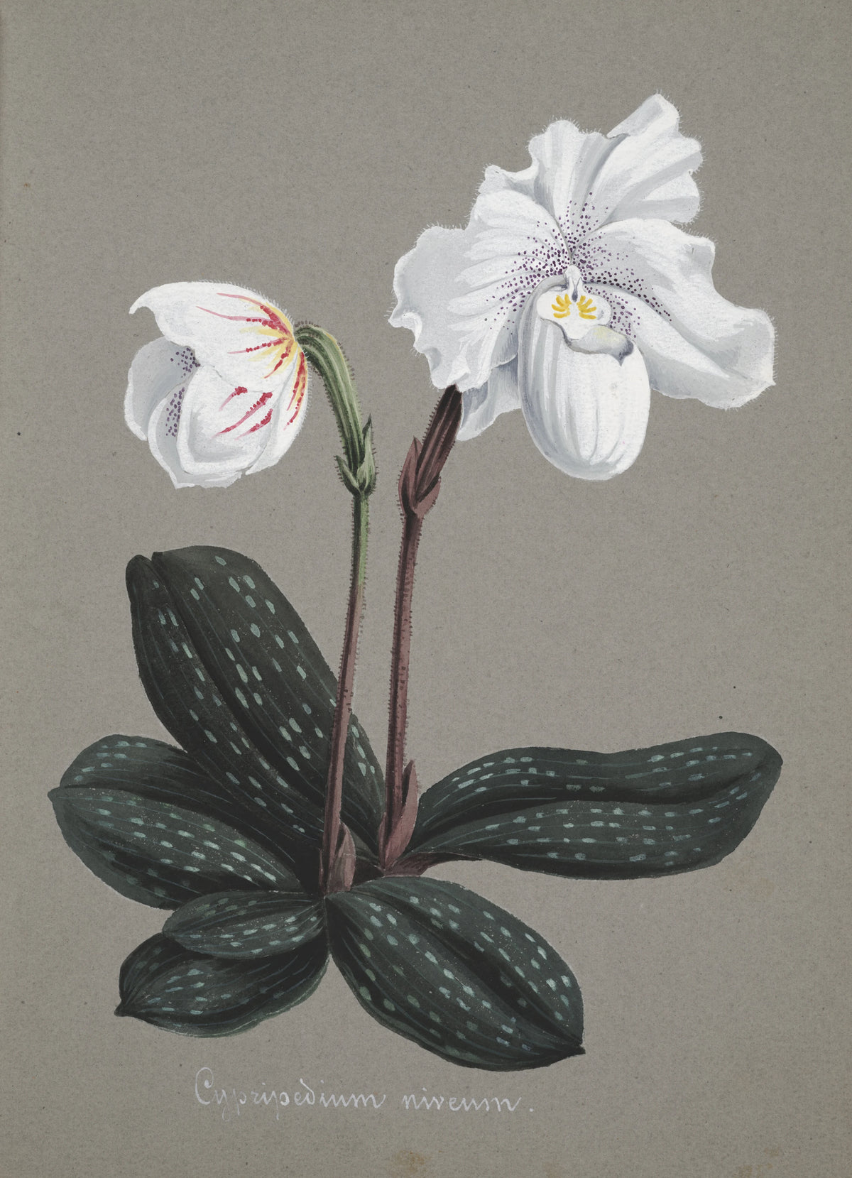 Anonim - Collection d'orchidées Pl.29 (19th Century)