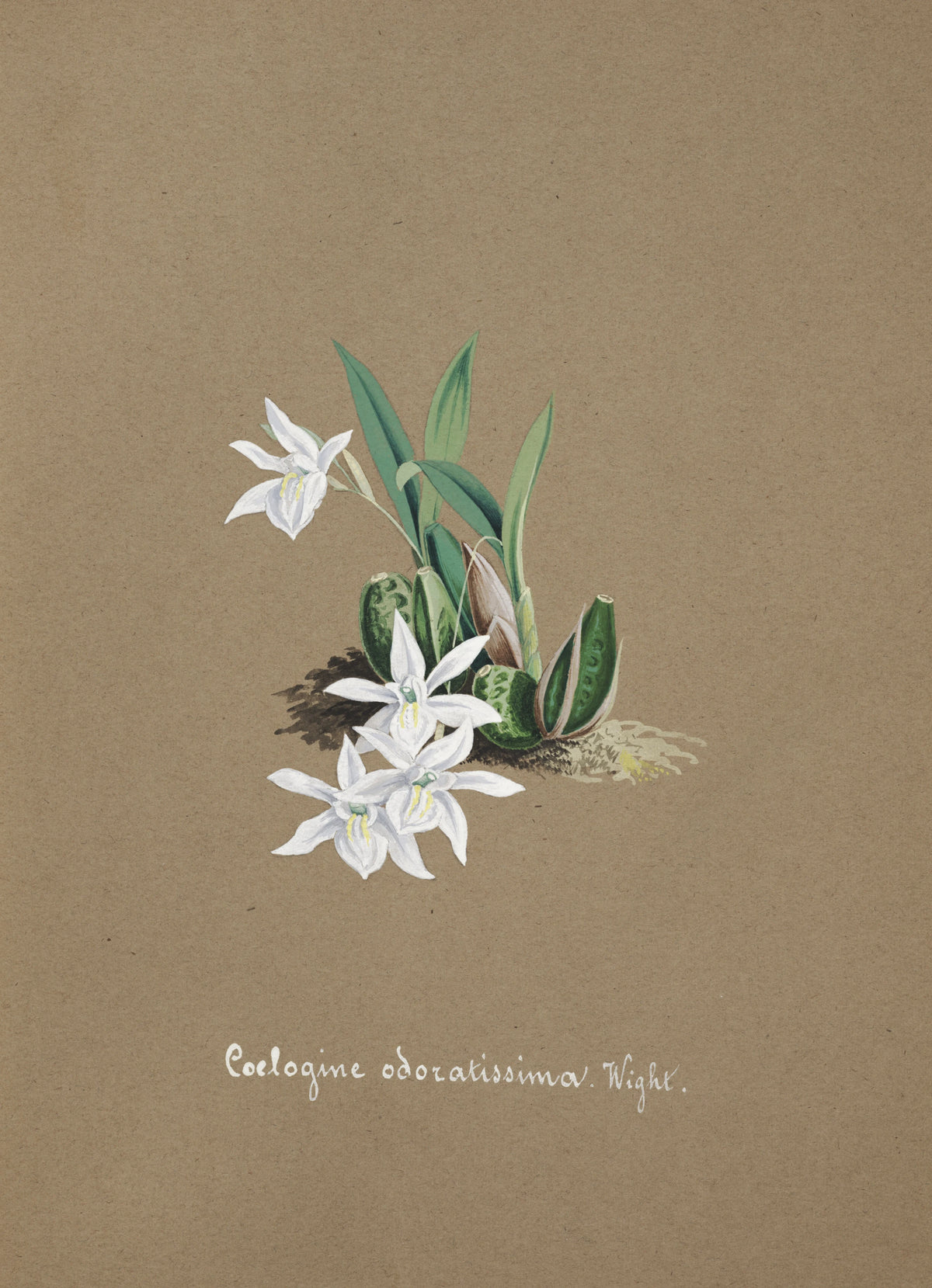 Anonim - Collection d'orchidées Pl.30 (19th Century)