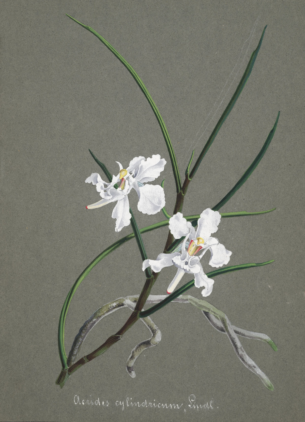 Anonim - Collection d'orchidées Pl.31 (19th Century)