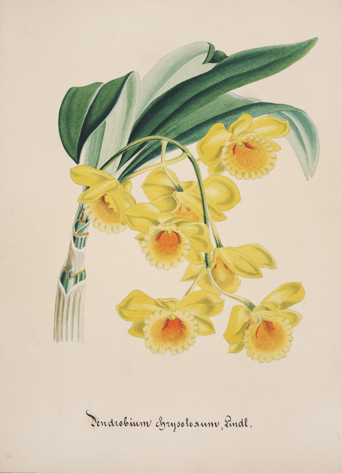 Anonim - Collection d'orchidées Pl.32 (19th Century)