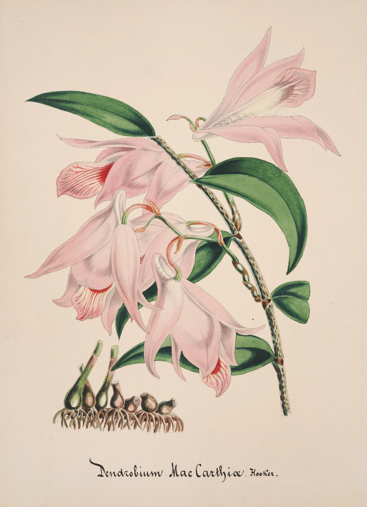 Anonim - Collection d'orchidées Pl.33 (19th Century)