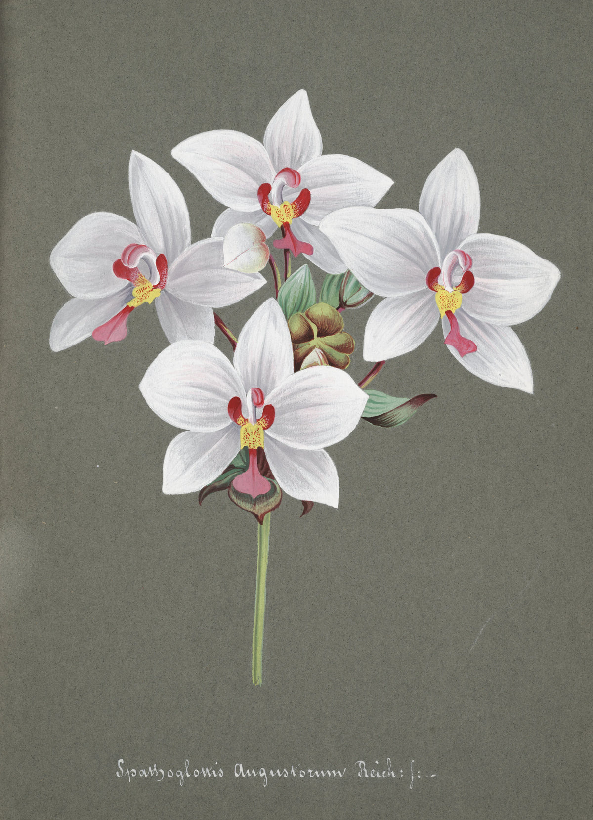 Anonim - Collection d'orchidées Pl.34 (19th Century)