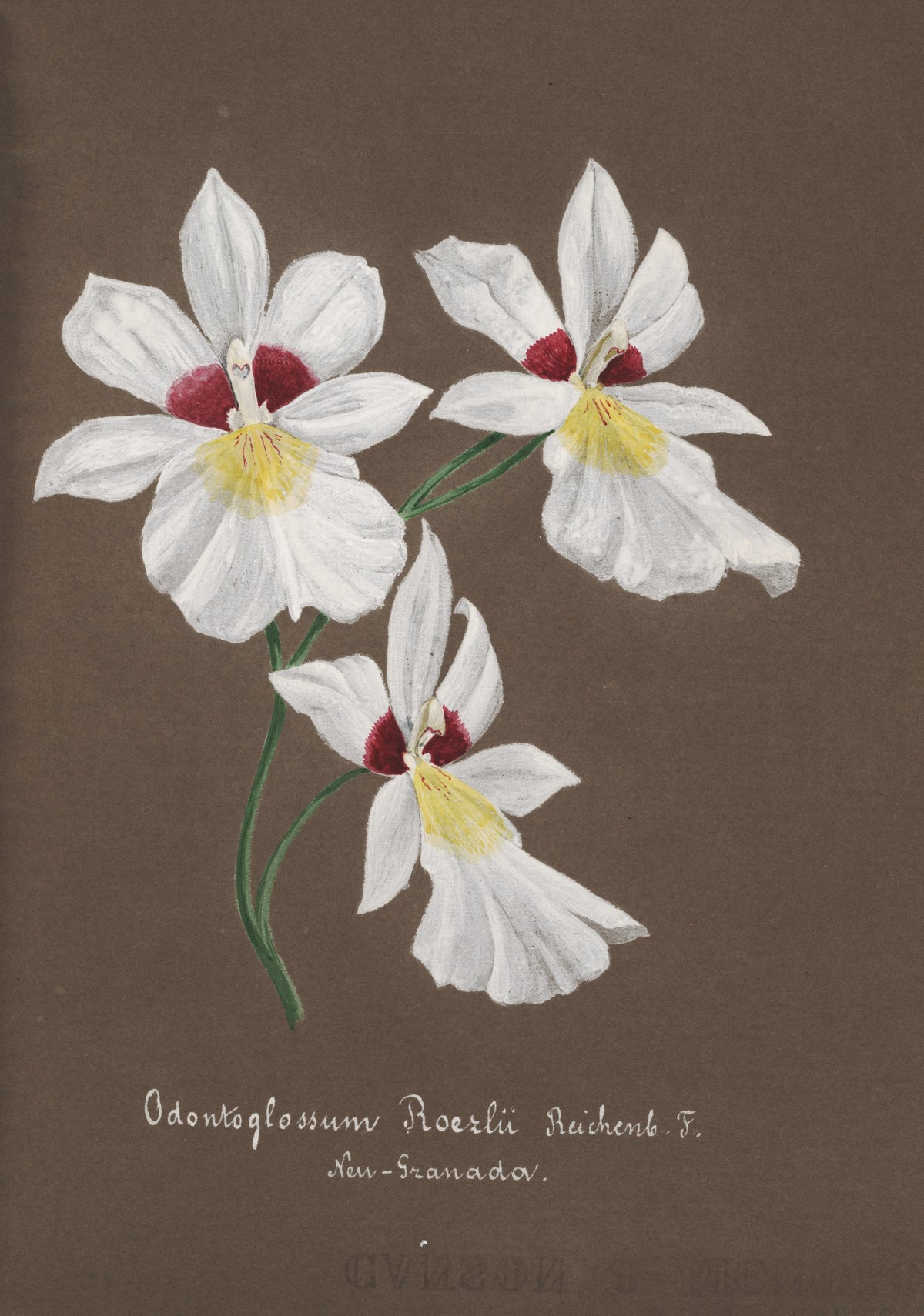 Anonim - Collection d'orchidées Pl.35 (19th Century)