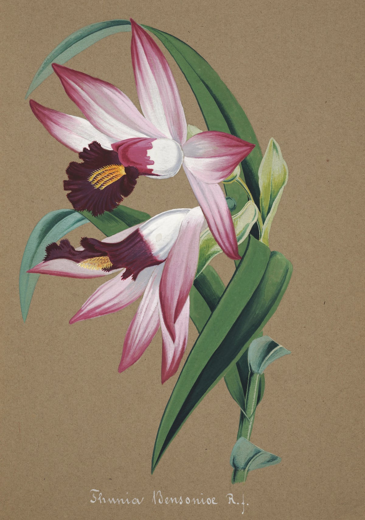 Anonim - Collection d'orchidées Pl.36 (19th Century)