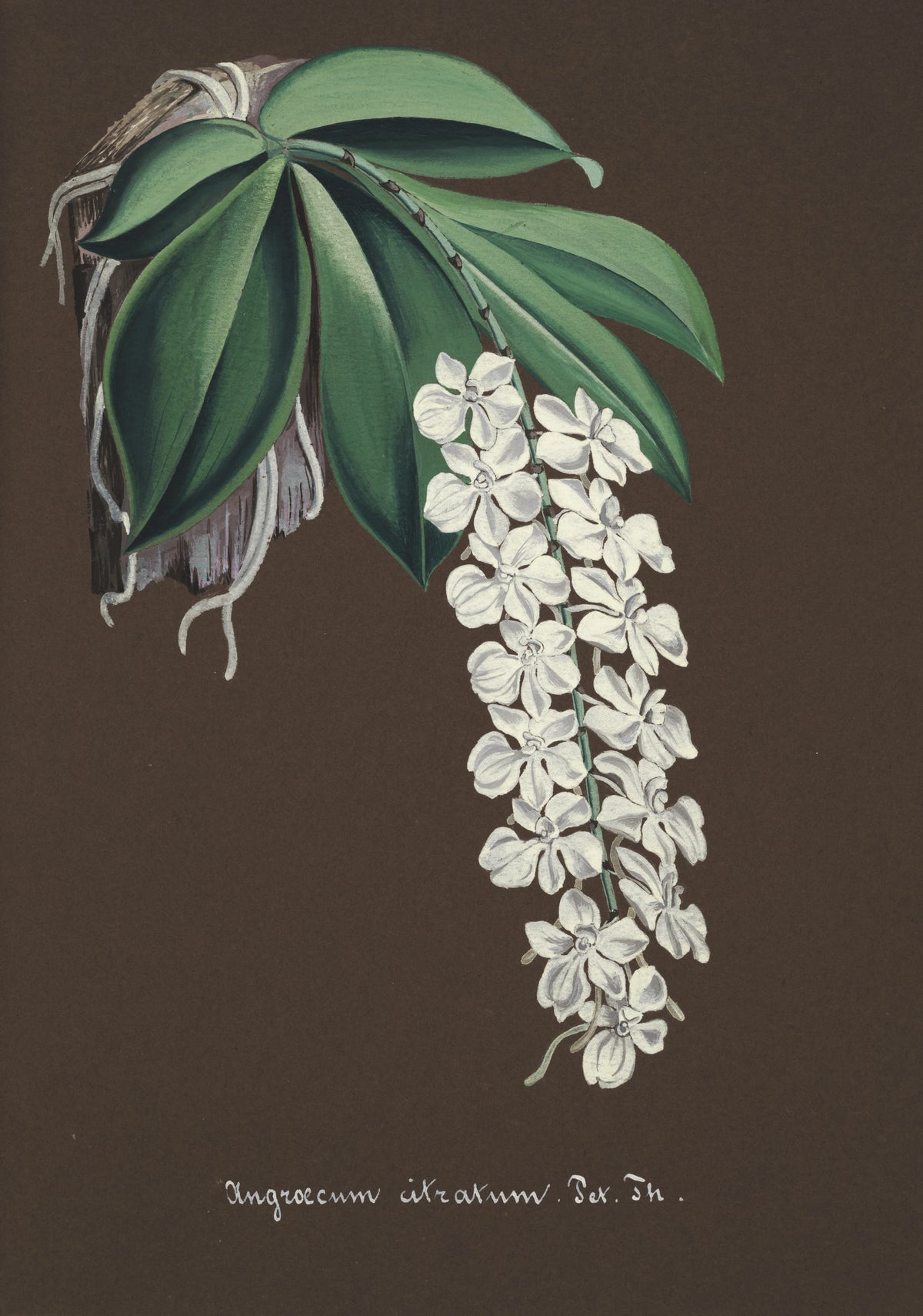 Anonim - Collection d'orchidées Pl.38 (19th Century)