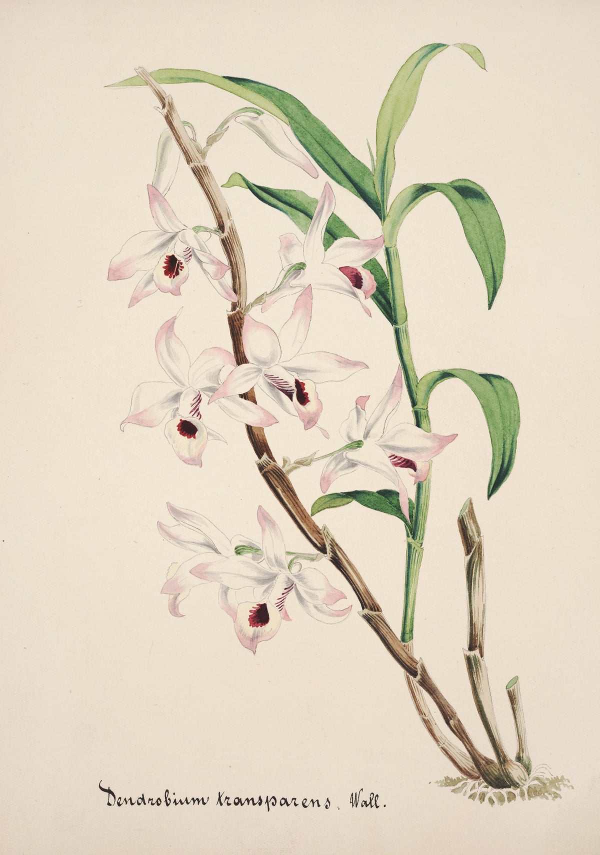 Anonim - Collection d'orchidées Pl.39 (19th Century)