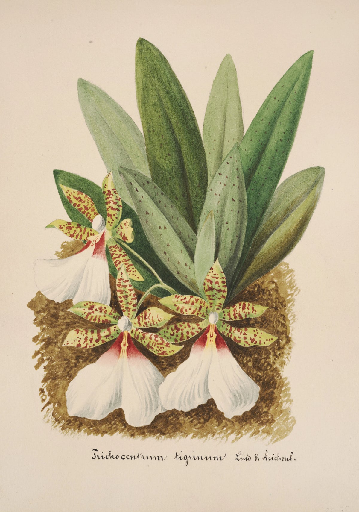 Anonim - Collection d'orchidées Pl.40 (19th Century)