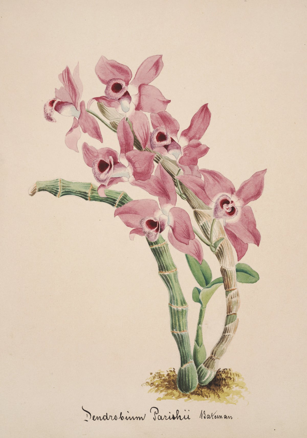 Anonim - Collection d'orchidées Pl.41 (19th Century)
