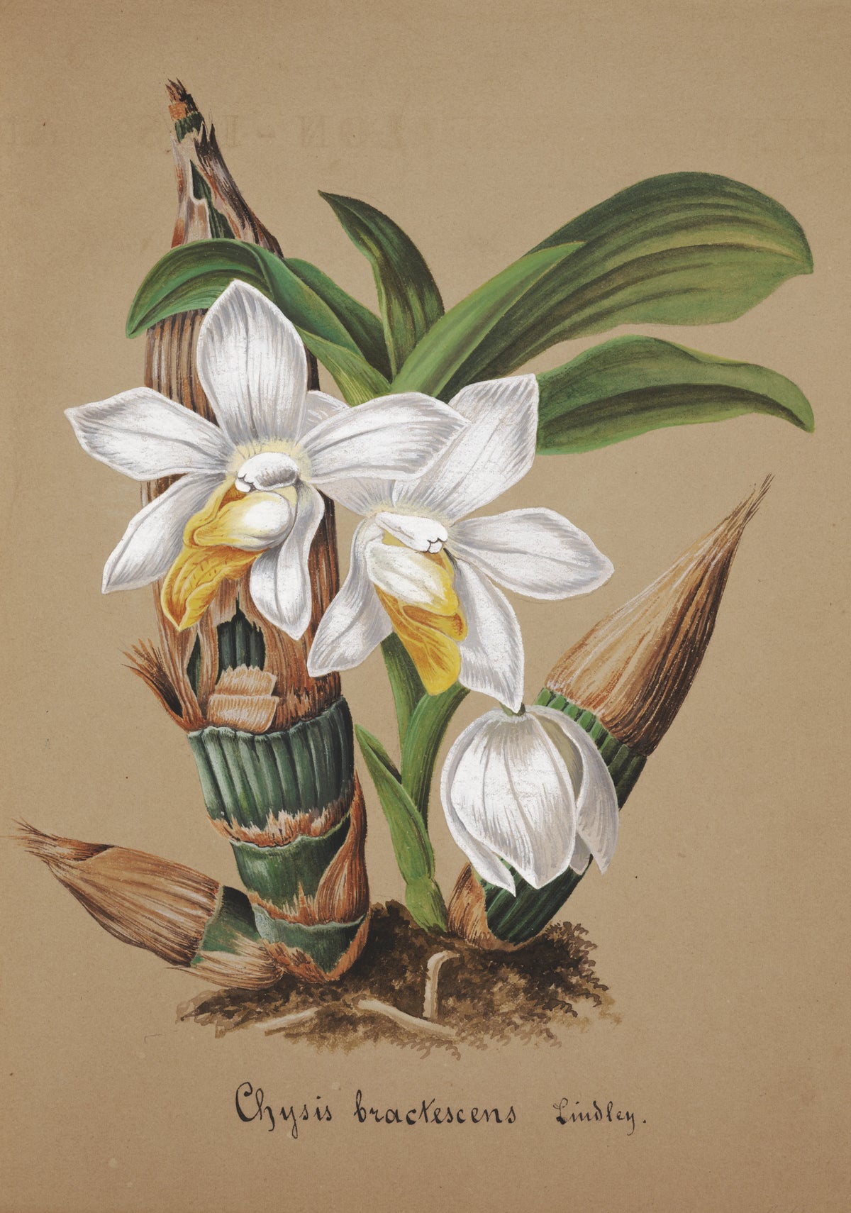 Anonim - Collection d'orchidées Pl.42 (19th Century)