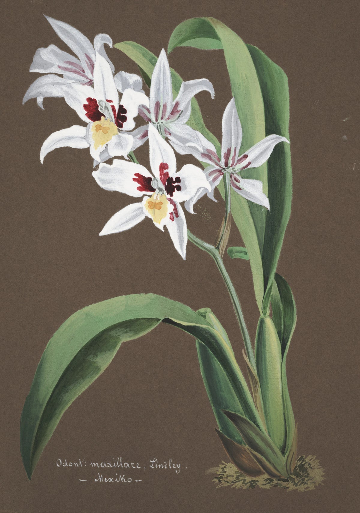 Anonim - Collection d'orchidées Pl.43 (19th Century)