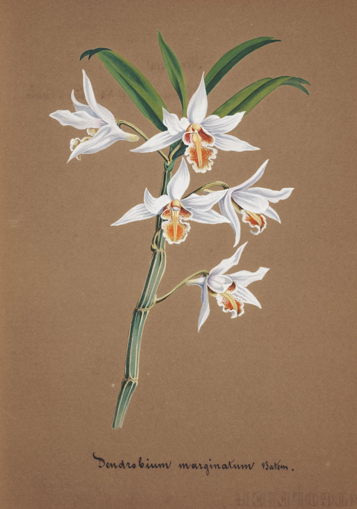 Anonim - Collection d'orchidées Pl.44 (19th Century)