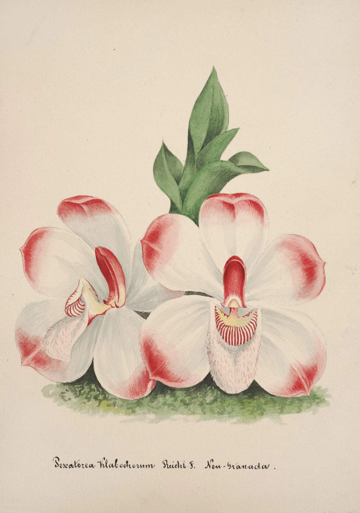 Anonim - Collection d'orchidées Pl.46 (19th Century)