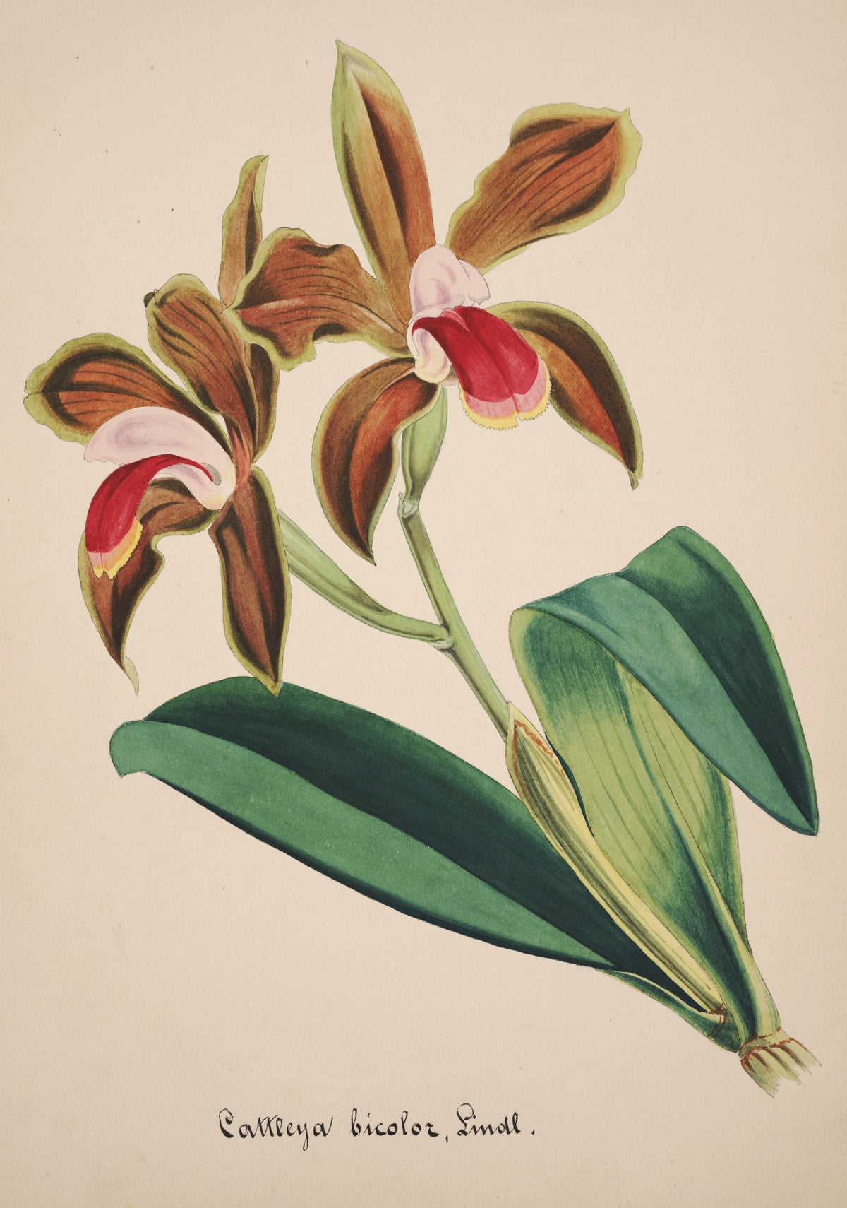 Anonim - Collection d'orchidées Pl.47 (19th Century)